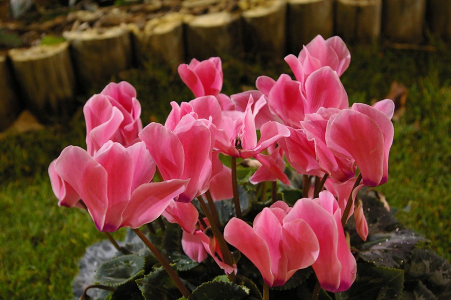 macro fleurs: macro fleurs 023